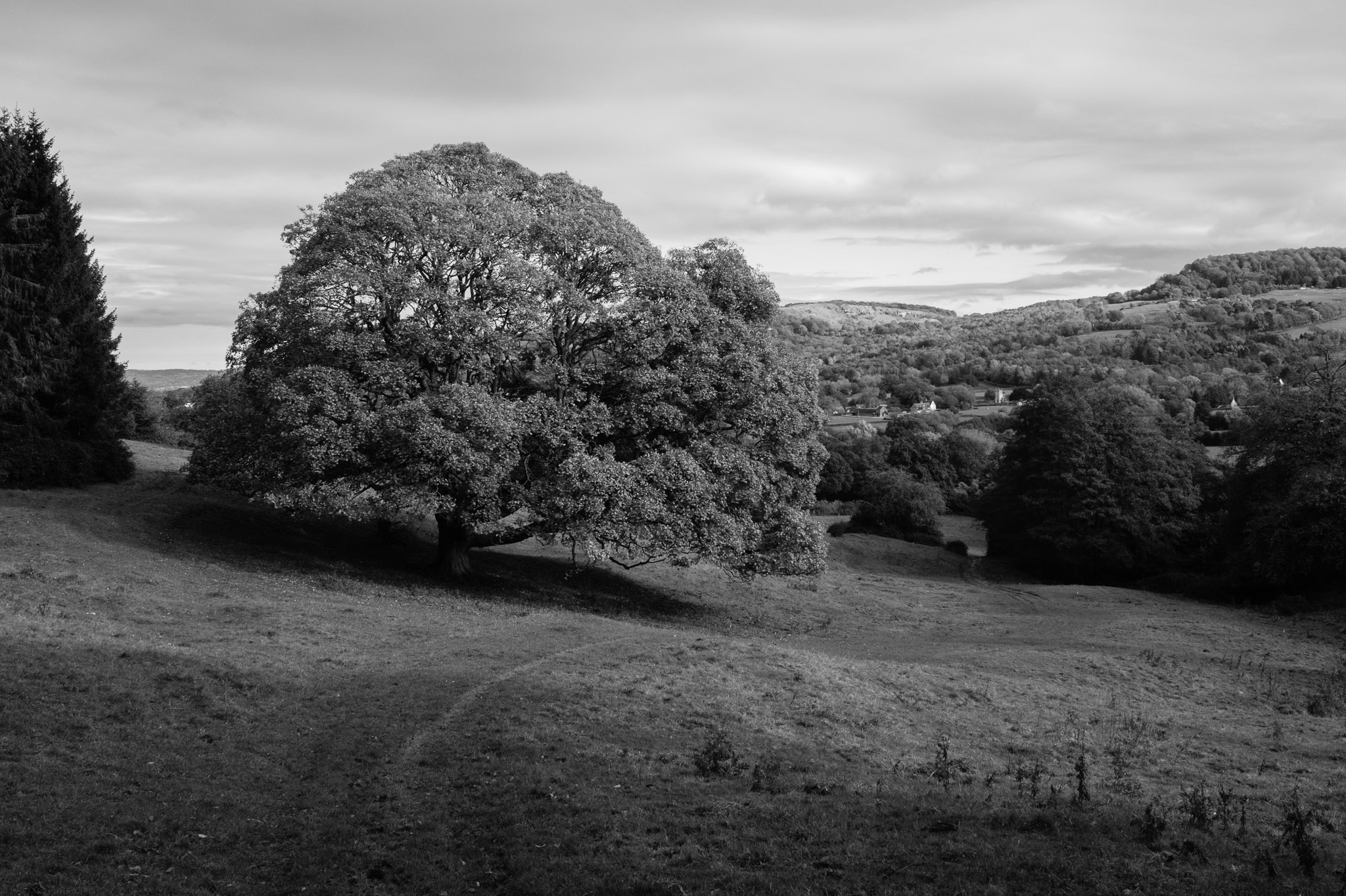 Majestic maple tree in the Cotsworlds