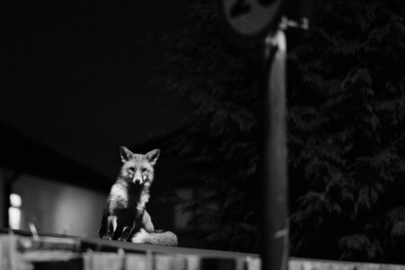 Fox on top of a shed next to the street in Bristol