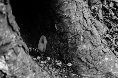 Fairy door on a tree in a nearby park