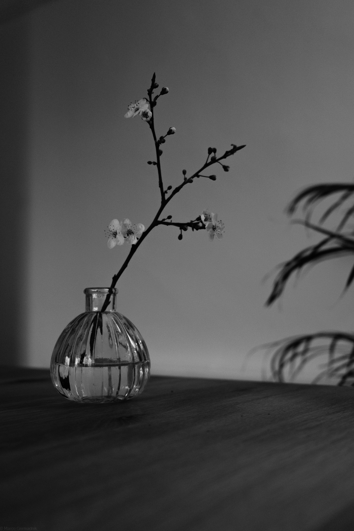 Branch of wild cherry tree in a vase on a table