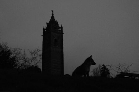 Silhouette of a fox at night in front of Cabot tower